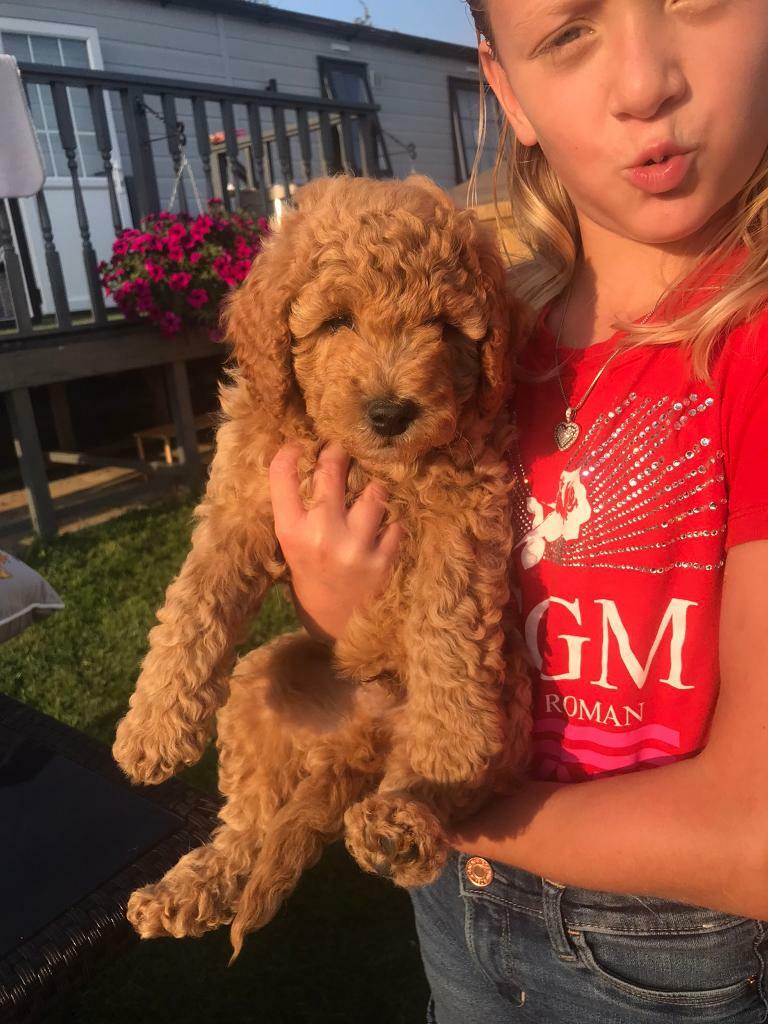 fb1 cavapoo